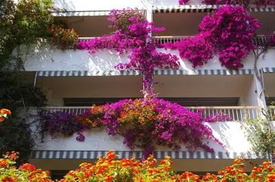 Jardin de l'établissement Hôtel Pietracap