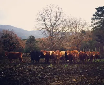 Animaux dans la ferme ou à proximité