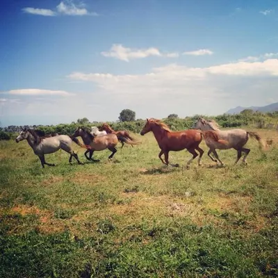 Animaux dans la ferme ou à proximité
