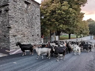 Animaux dans le B&B/chambre d'hôtes ou à proximité