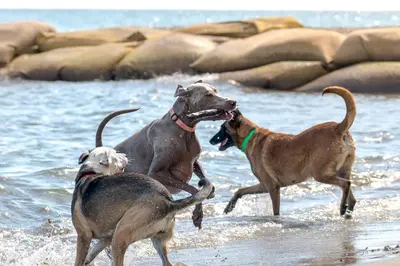Animal ou animaux domestique(s) séjournant avec des clients dans l'établissement Camping Merendella