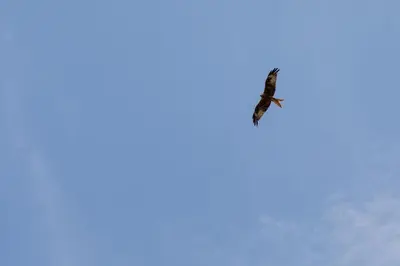 Animaux dans la maison d'hôtes ou à proximité