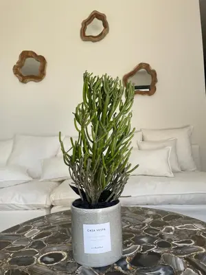 Coin salon dans l'établissement Casaceccu suite Vespa
