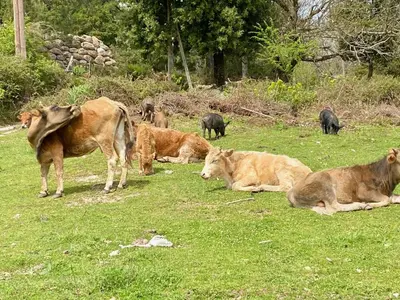 Animaux dans la maison de vacances ou à proximité