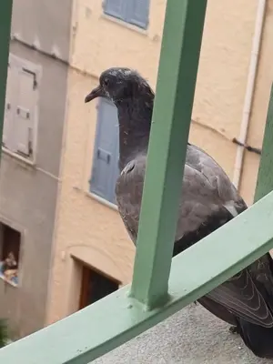Animaux dans l'appartement ou à proximité