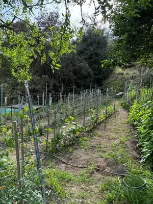 Jardin de l'établissement Au coeur du Village de Lucciana