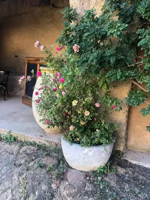 Jardin de l'établissement Maisonette Palazzu Pigna