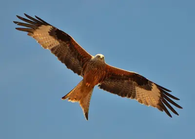 Animaux dans le B&B/chambre d'hôtes ou à proximité
