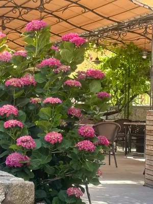 Jardin de l'établissement Hotel U Campanile