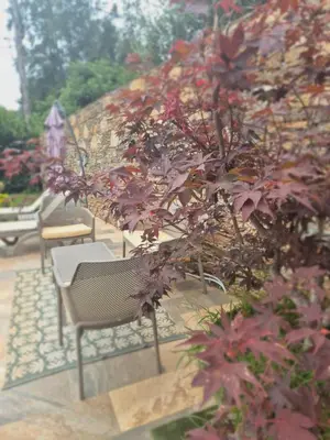 Jardin de l'établissement Rez de villa avec piscine privée, wifi, jardin clôturé