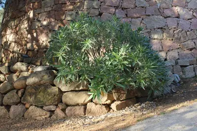 Jardin de l'établissement Appartements A Merendella