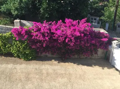 Jardin de l'établissement Casa Azzura