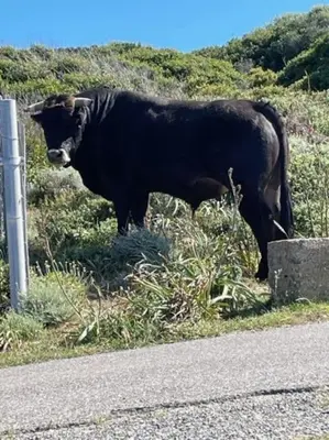 Animal ou animaux domestique(s) séjournant avec des clients dans l'établissement Appartement tout confort 2-4 pers 500 m de la plage avec piscine et wifi