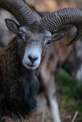 Animaux dans l'appartement ou à proximité