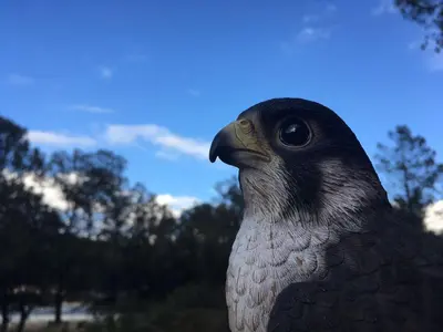 Animaux dans l'appartement ou à proximité