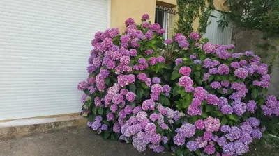 Jardin de l'établissement Casa Elena