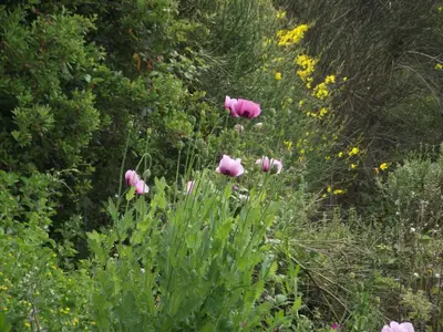 Jardin de l'établissement mer et campagne