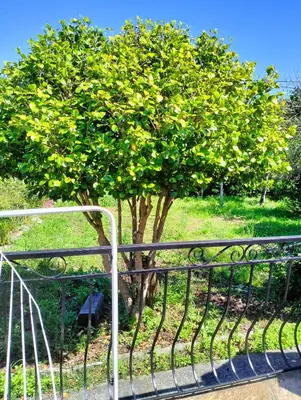 Jardin de l'établissement Maison individuelle padulella