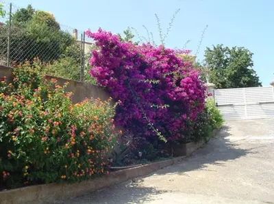 Jardin de l'établissement Studio Indépendant avec Terrasse